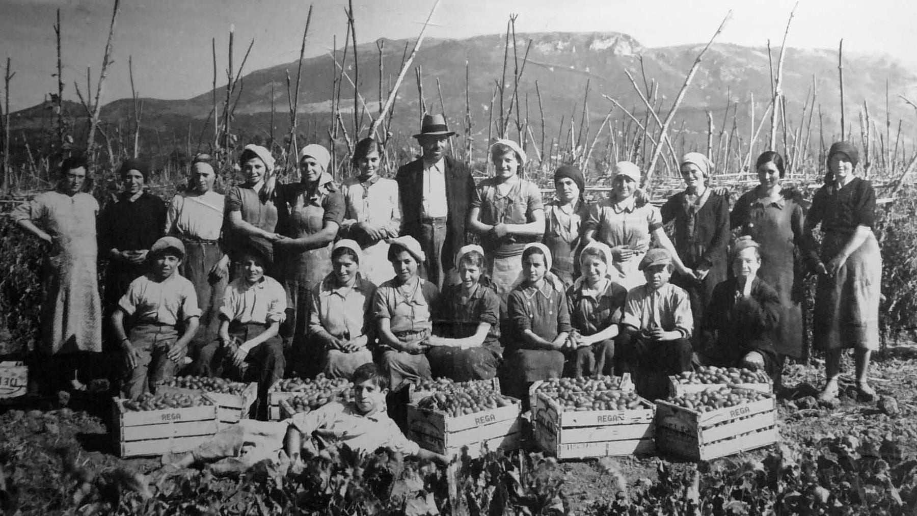 Archive photograph of a tomato harvest in Campania, reflecting Rega’s 1960s origins