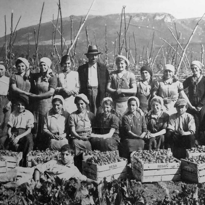 Archive photograph of a tomato harvest in Campania, reflecting Rega’s 1960s origins