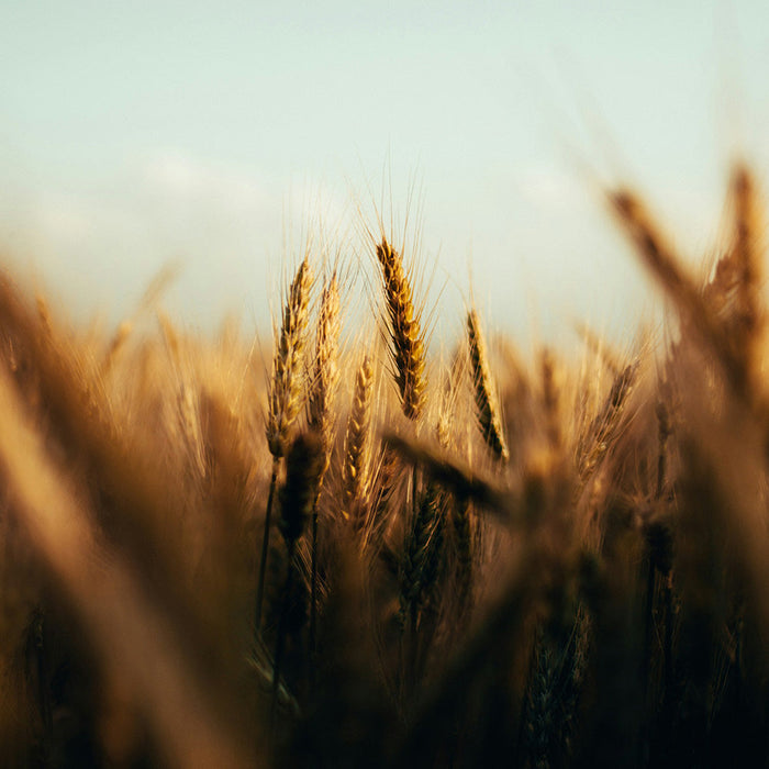 Introducing MillPack: Specialist Flour Packing Services from the Team Behind Ratton Pantry