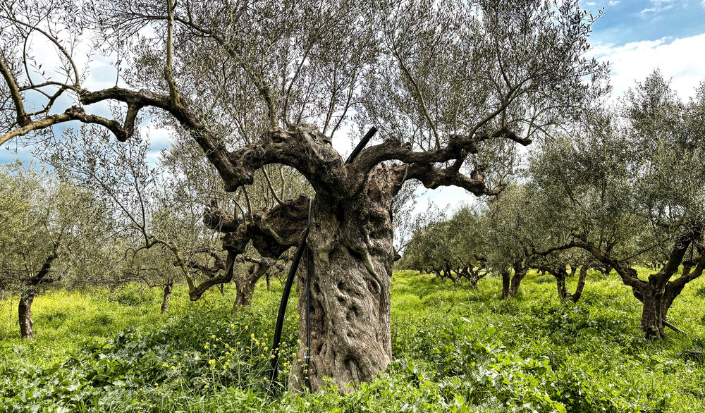 Citizens of Soil Organic Greek Extra Virgin Olive Oil - 500ml Glass Bottle