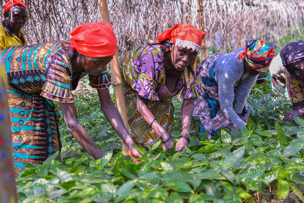 Ocelot Organic 55% Dark Milk Chocolate Femme Chocolate Bar - 70g
