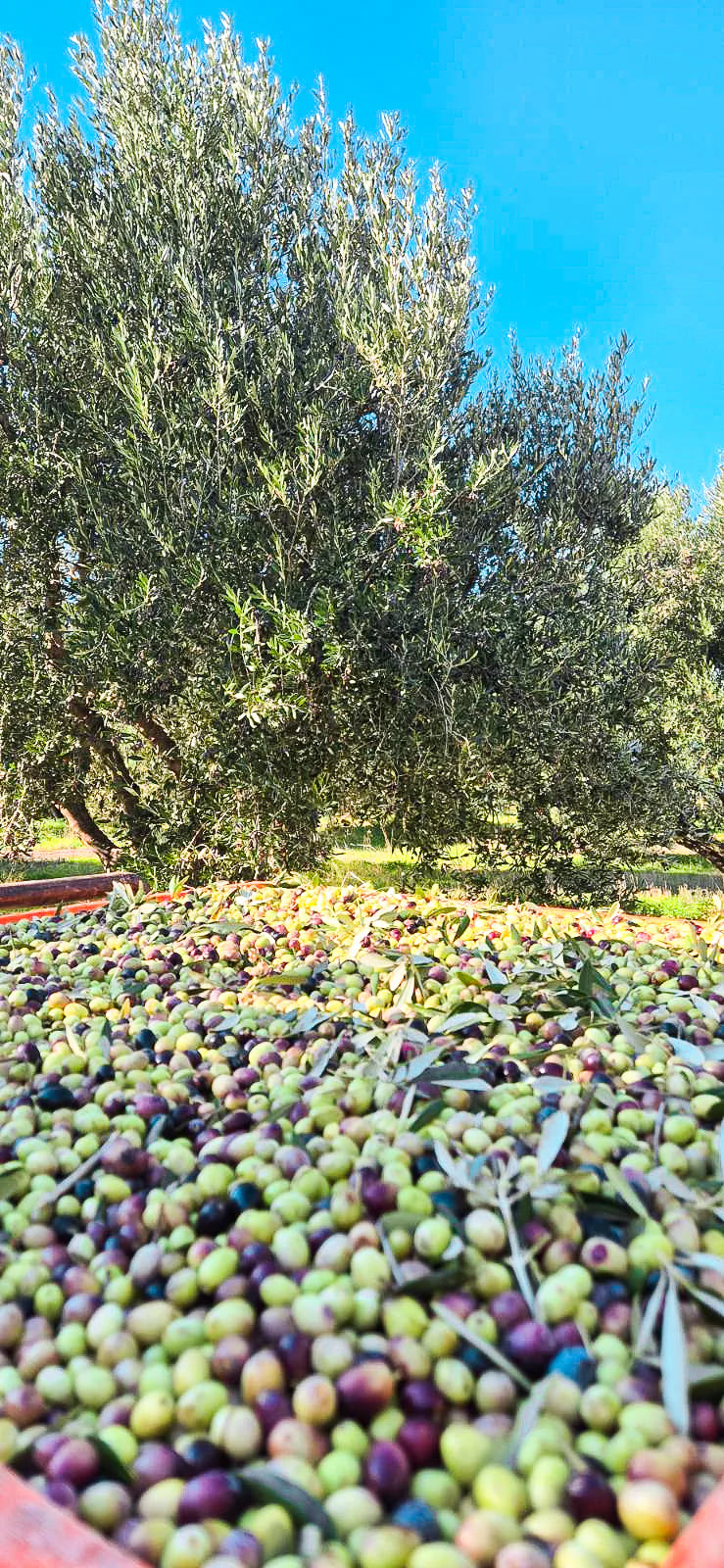 Citizens of Soil Organic Greek Extra Virgin Olive Oil - 500ml Glass Bottle