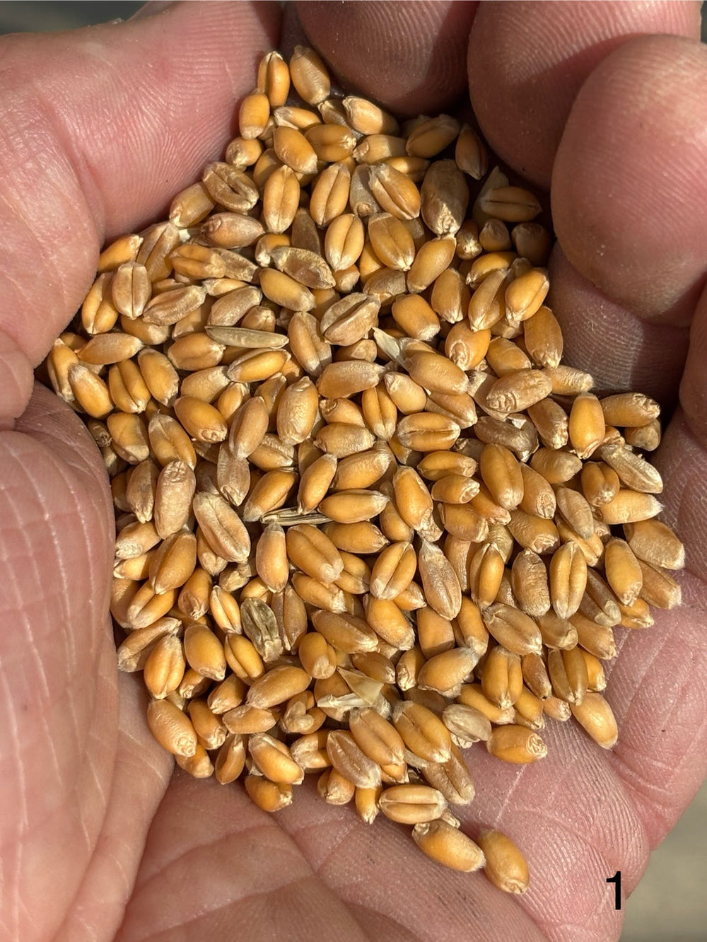 Bruern Farms 30% Heritage Blend / 70% Strong White Stoneground Flour