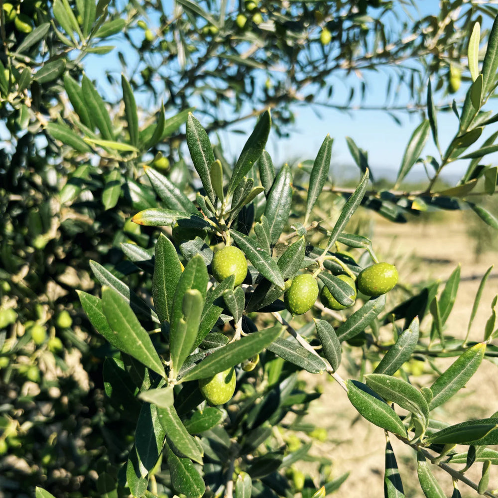 Citizens of Soil Tuscan Extra Rare Virgin Olive Oil - 500ml Glass Bottle