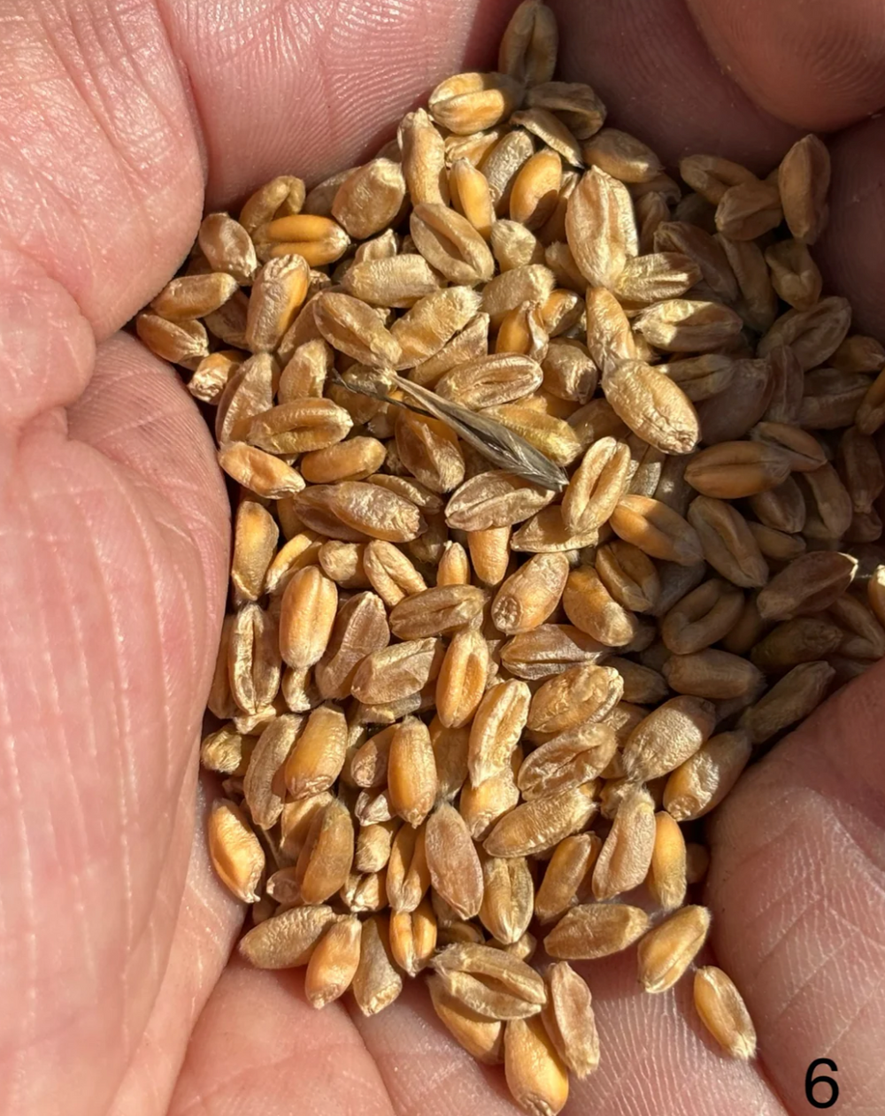 Bruern Farms All Purpose Stoneground Flour