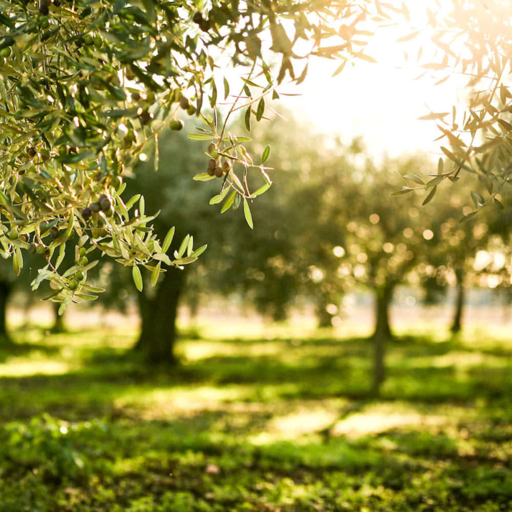 Citizens of Soil Croatian Extra Rare Virgin Olive Oil - 500ml Glass Bottle