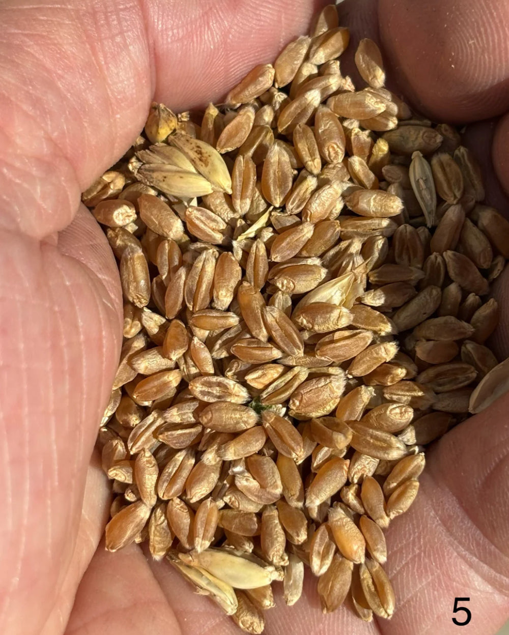 Bruern Farms Bruern Blend Stoneground Strong White Flour