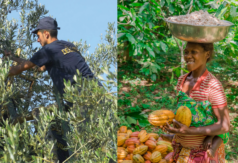 Ocelot Organic 70% Dark Chocolate Lemon Olive Oil Chocolate Bar - 70g