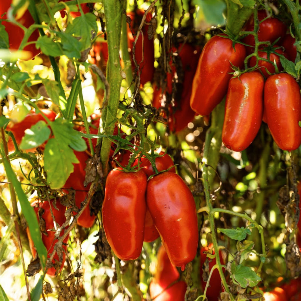 Rega San Marzano Peeled Italian Tomatoes DOP - 2.5kg Tin